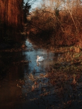 �i���I���jLAOWA Argus 25 mm F0.95 MFT APO�i�}�C�N���t�H�[�T�[�Y�p�j