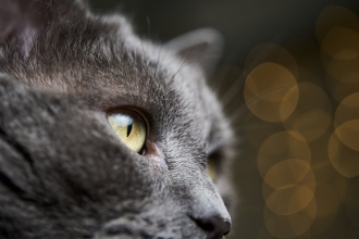 �i���I���jLAOWA  58mm F2.8 2x Ultra Macro APO �yNikon Z�z