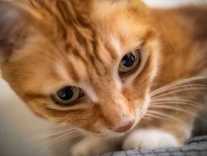 �i���I���jLAOWA  Argus 18mm F0.95 MFT APO �i�}�C�N���t�H�[�T�[�Y�p�j