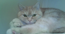 iTCgjSIGHTRON ~jfW^gCJ Cookie y`Rz
