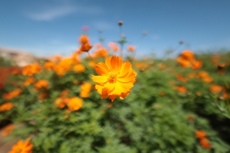 (�L���m��) Canon RF14mm F1.4 L VCM