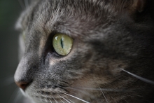 (jR) Nikon NIKKOR Z DX MC 35mm f/1.7qAPS-Cr