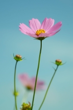  (�P���R�[�g�L�i�[) KenkoTokina�m�X�^���W�b�N�\�t�g�t�B���^�[ �u�m�X�^���g�[���E�O���[���v52����