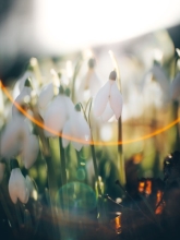 �i���I���jLAOWA Argus 25 mm F0.95 MFT APO�i�}�C�N���t�H�[�T�[�Y�p�j