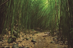   (�J�[���c�@�C�X) Batis 25mm F2�y�\�j�[E�z