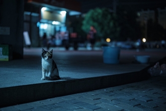 �i���I���jLAOWA  Argus CF 33mm F0.95 APO �yNikon Z�z