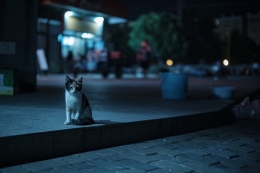 �i���I���jLAOWA  Argus CF 33mm F0.95 APO �yCanon RF�z