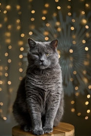 �i���I���jLAOWA  58mm F2.8 2x Ultra Macro APO �yCanon RF�z