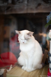 �i���I���jLAOWA  Argus 25mm F0.95 CF APO �yCanon RF�z