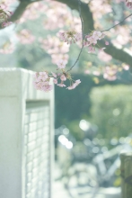  (�P���R�[�g�L�i�[) KenkoTokina�m�X�^���W�b�N�\�t�g�t�B���^�[ �u�m�X�^���g�[���E�O���[���v82����