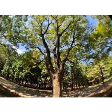  (�P���R�[�g�L�i�[)KenkoTokina �G�O�U�v�� �N���b�v�����Y ���C�h EXP-CLW