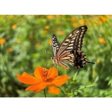  (�P���R�[�g�L�i�[)KenkoTokina �G�O�U�v�� �N���b�v�����Y �}�N�� EXP-CLM