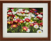 (フジカラー)FUJICOLOR 木製額 M21 半切 ブラウン【元箱5枚単位 お買得セット】